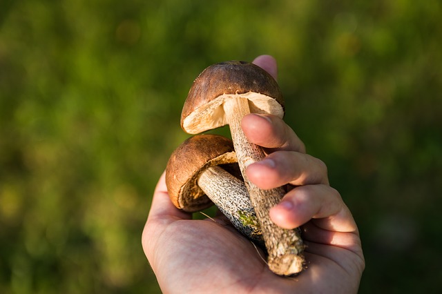В Татарстане зарегистрировано 10 случаев отравлений грибами